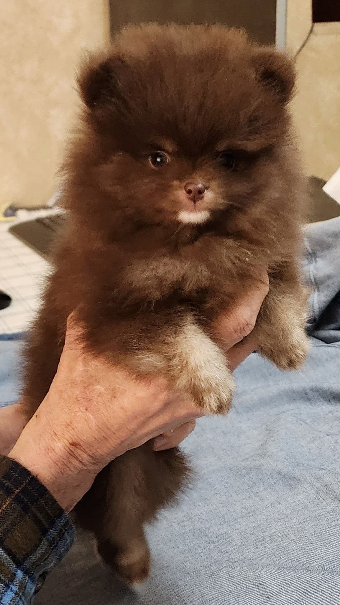 Pomeranian Puppies breeder image 3