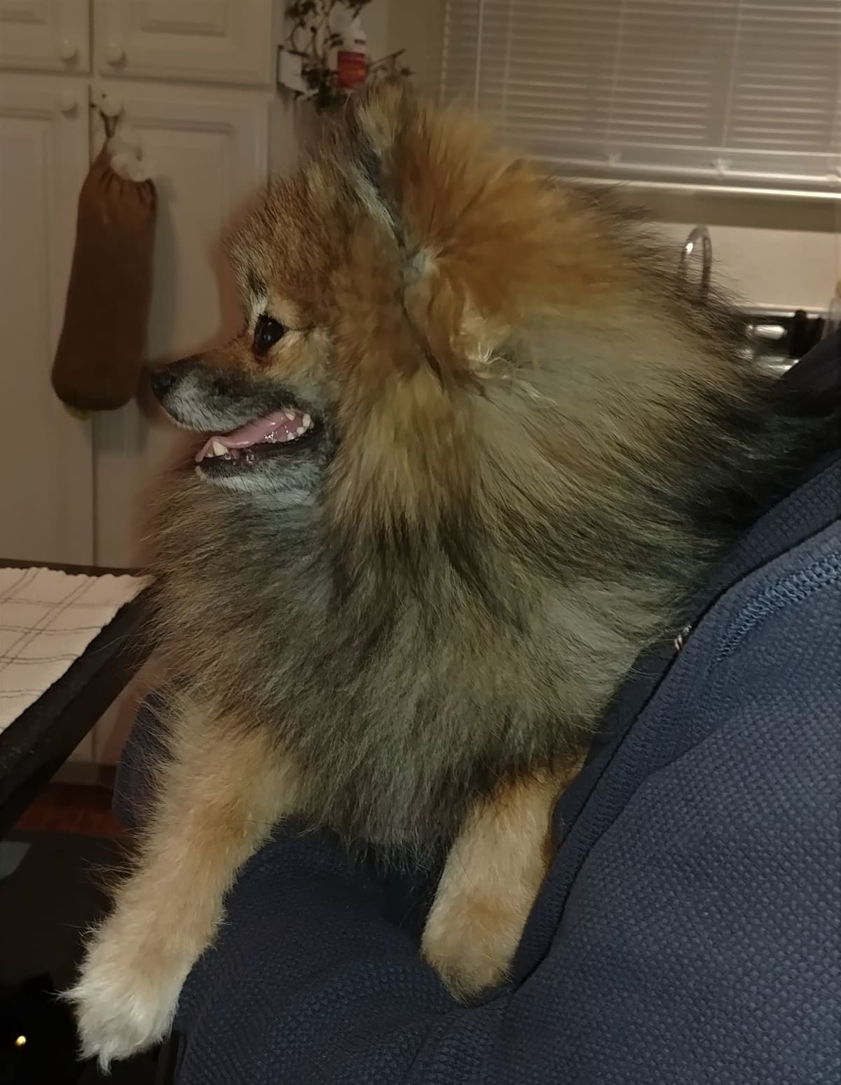 Pomeranian Puppies breeder image 2