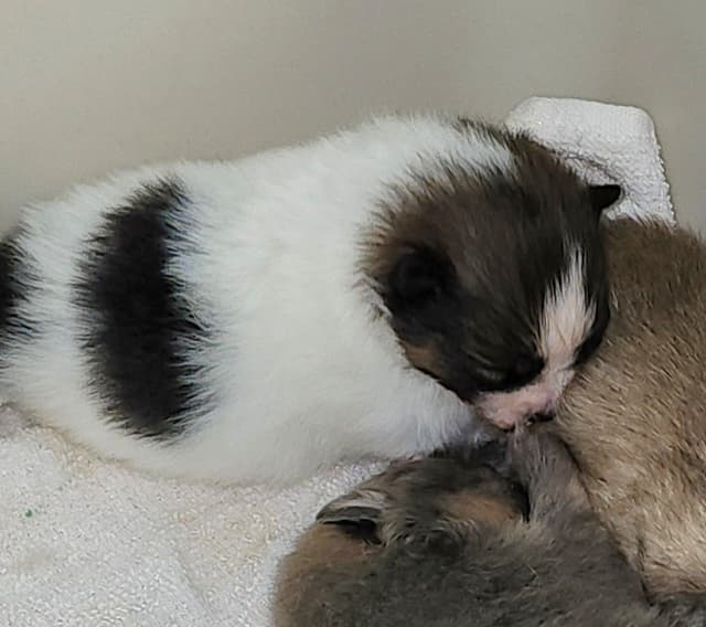 Pomeranian Puppies media 4