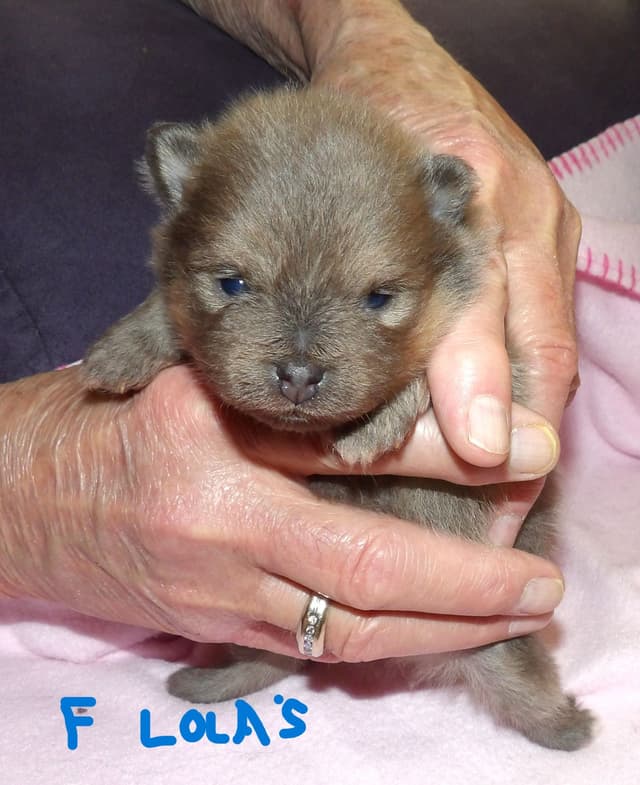 Pomeranian Puppies media 2