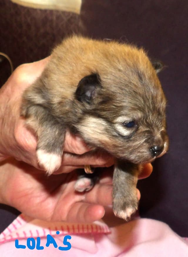 Pomeranian Puppies media 6