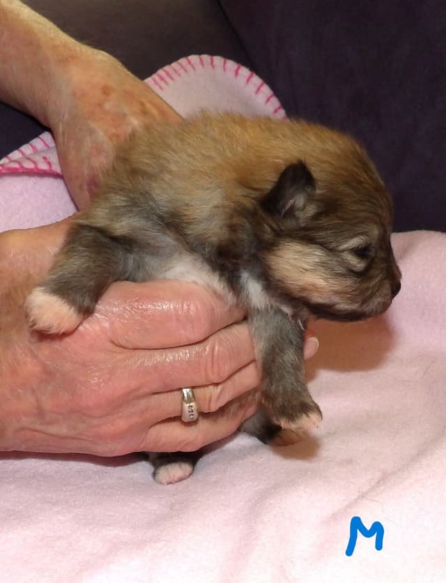 Pomeranian Puppies media 7