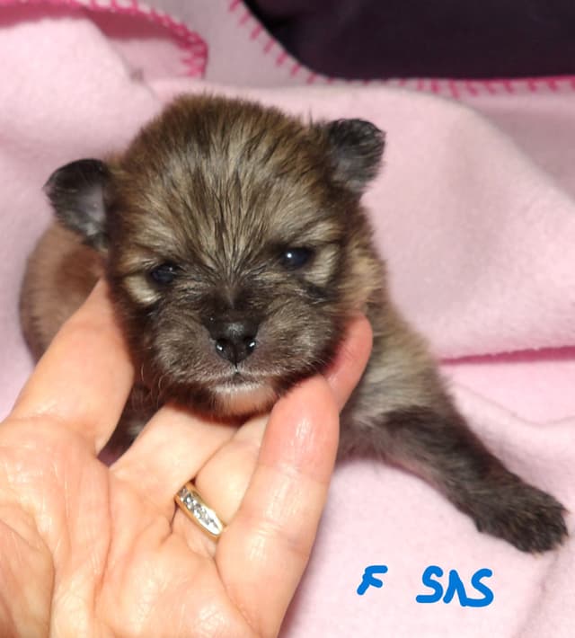 Pomeranian Puppies media 3