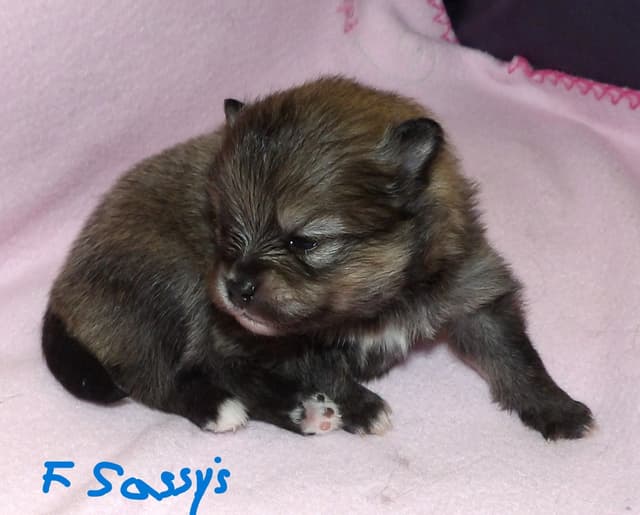 Pomeranian Puppies media 2
