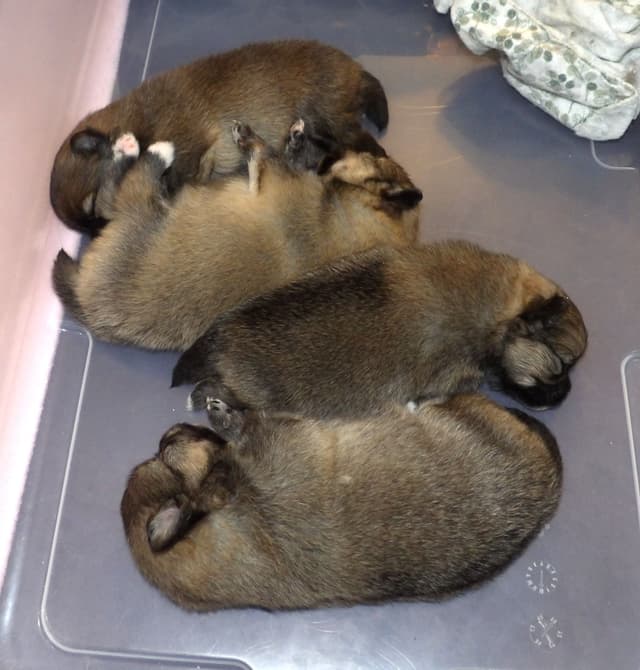 Pomeranian Puppies media 4
