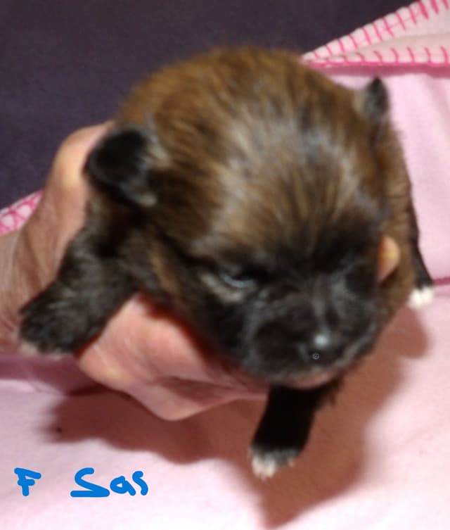 Pomeranian Puppies media 5