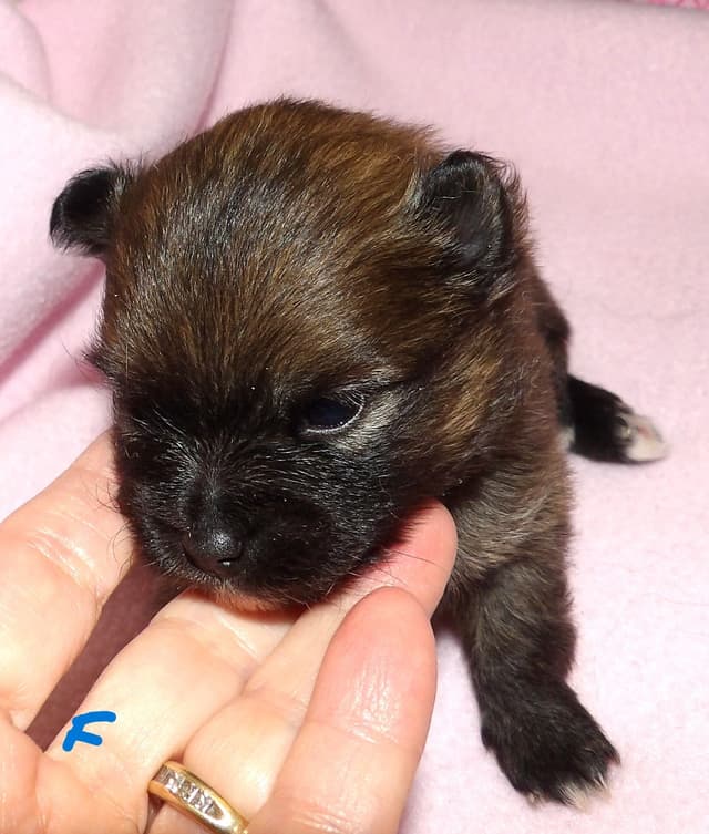 Pomeranian Puppies media 6