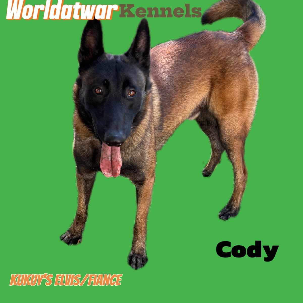Belgian Malinois Puppies breeder image 1