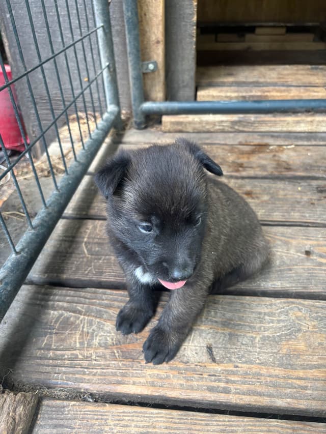 Belgian Malinois Puppies media 2