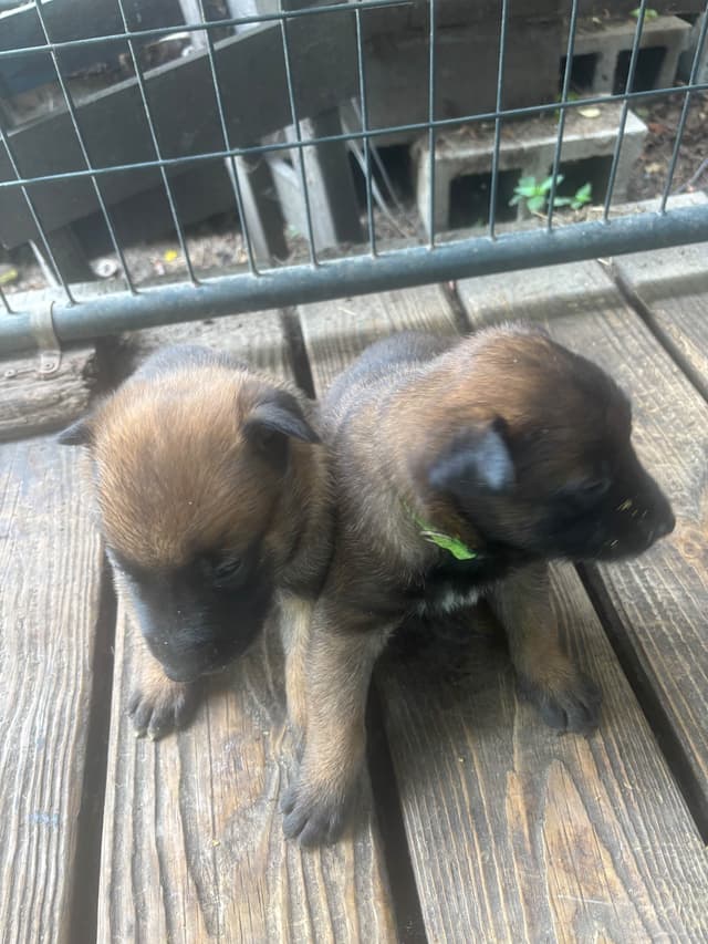 Belgian Malinois Puppies media 3