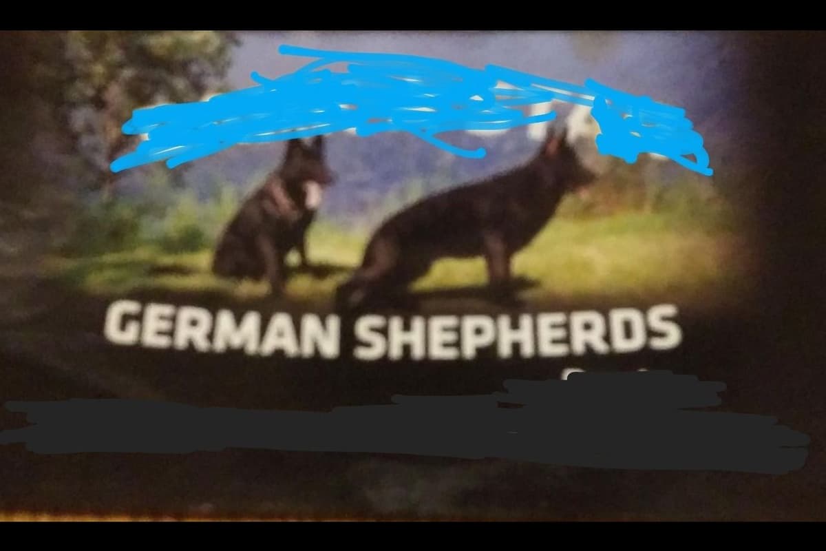 German Shepherd Dog Puppies breeder image 2