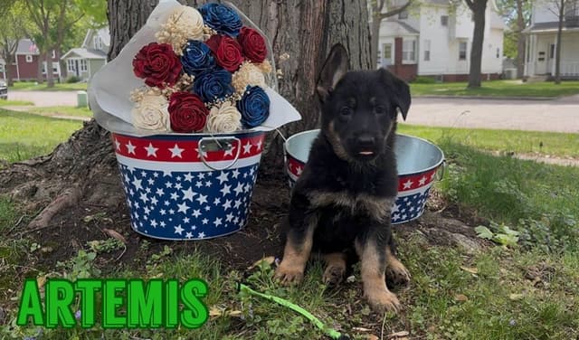 German Shepherd Dog Puppies media 2