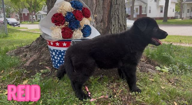 German Shepherd Dog Puppies media 3