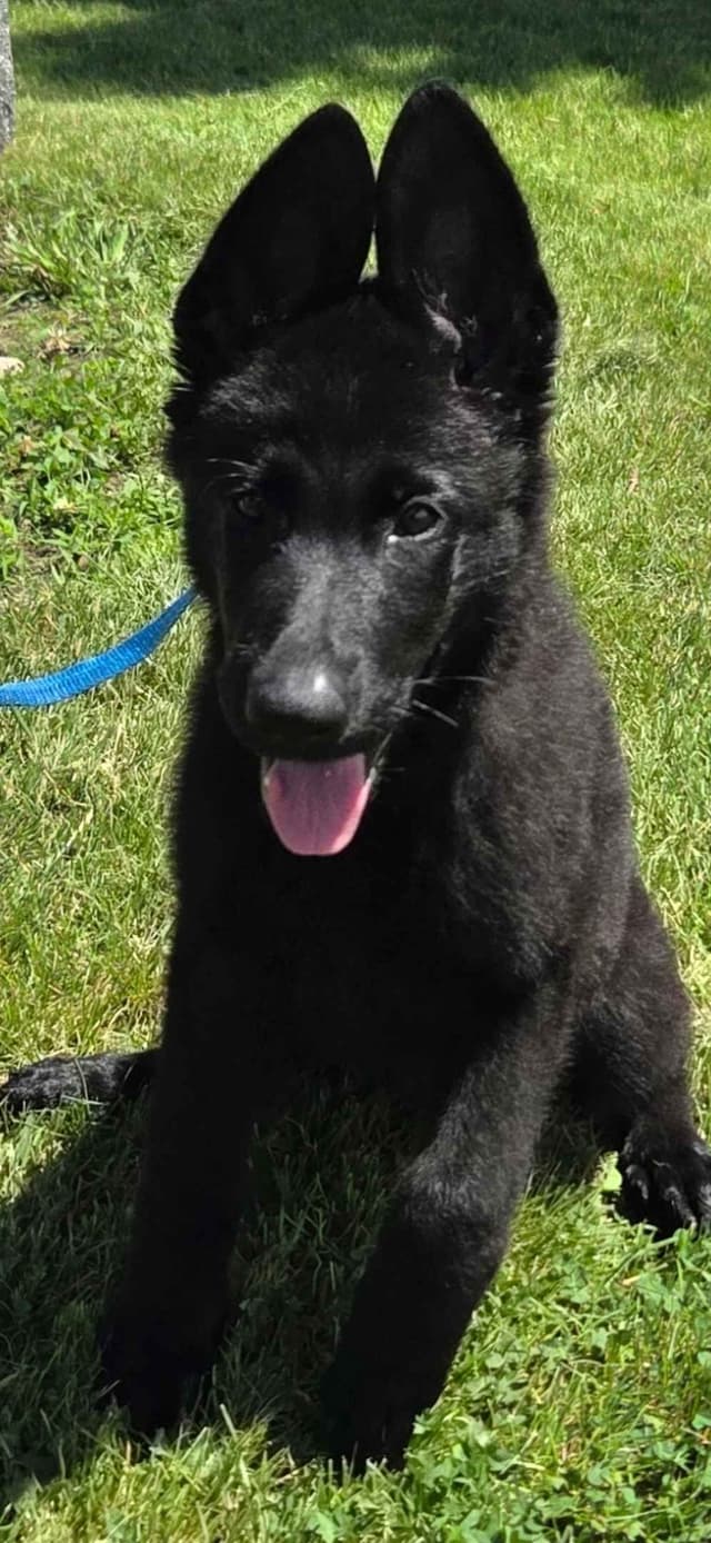 German Shepherd Dog Puppies media 4