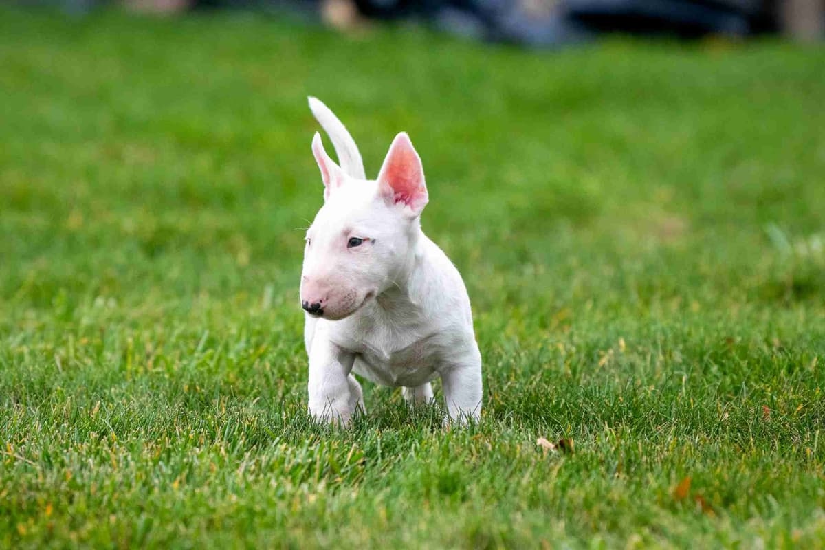 Miniature Bull Terrier Puppies breeder image 1