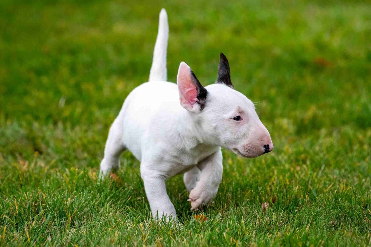 Miniature Bull Terrier Puppies breeder image 4