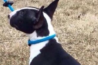 Miniature Bull Terrier Puppies breeder image 5