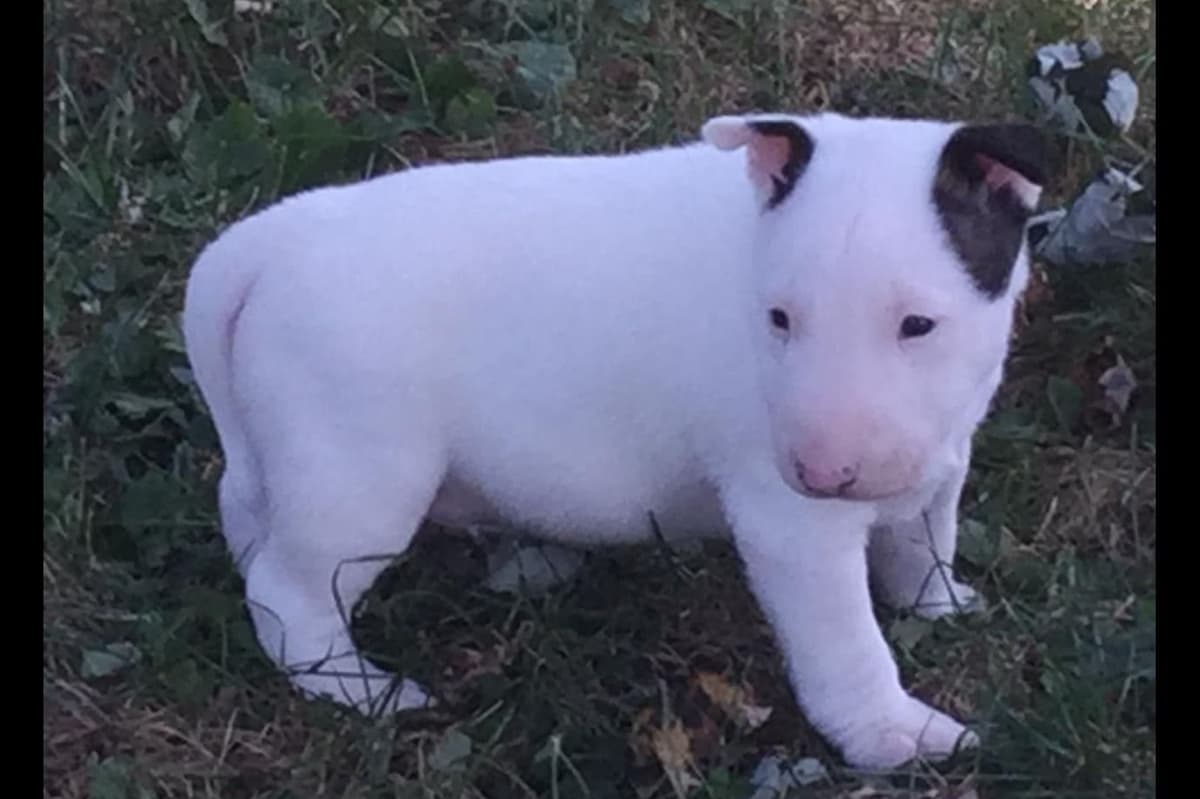 Miniature Bull Terrier Puppies breeder image 6