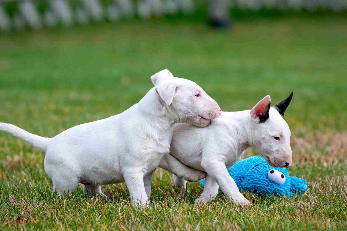 Miniature Bull Terrier Puppies breeder image 7