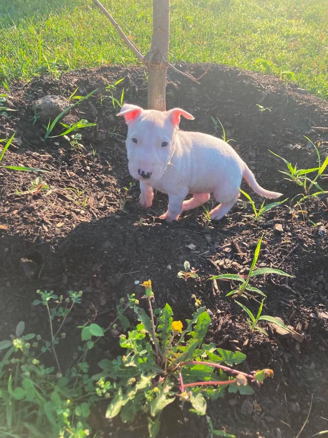 Miniature Bull Terrier Puppies media 2
