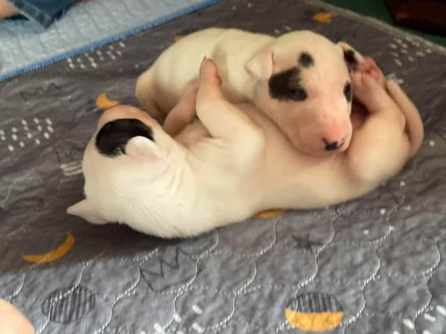 Miniature Bull Terrier Puppies media 3