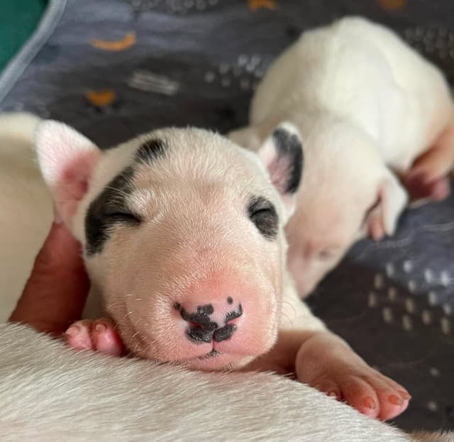 Miniature Bull Terrier Puppies media 6