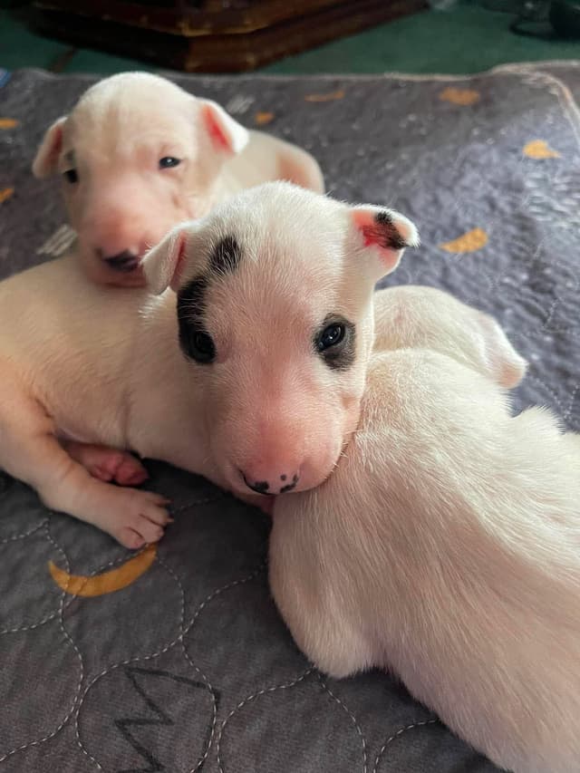 Miniature Bull Terrier Puppies media 7