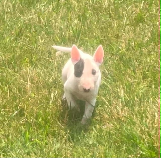 Miniature Bull Terrier Puppies media 8