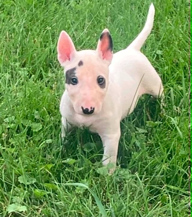 Miniature Bull Terrier Puppies media 9
