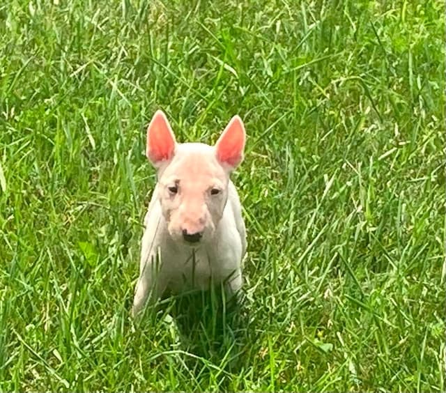 Miniature Bull Terrier Puppies media 10