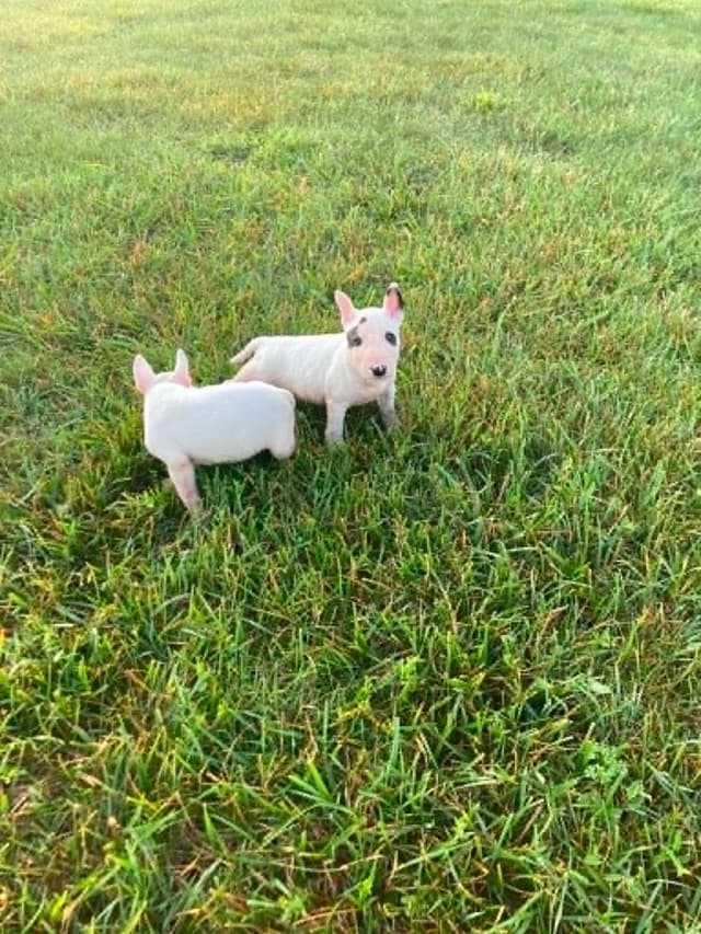 Miniature Bull Terrier Puppies media 11