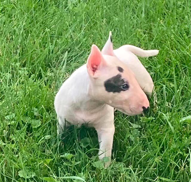 Miniature Bull Terrier Puppies media 12