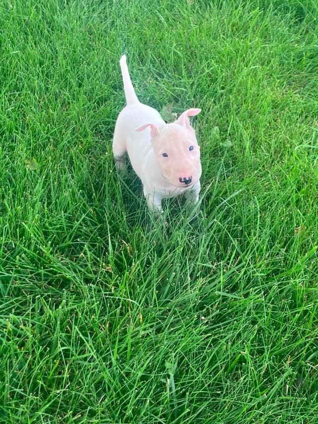 Miniature Bull Terrier Puppies media 13