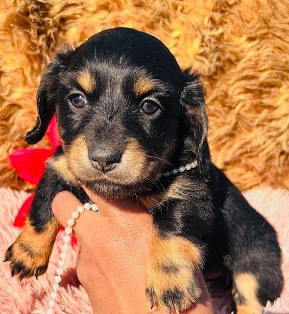 Dachshund Puppies media 2