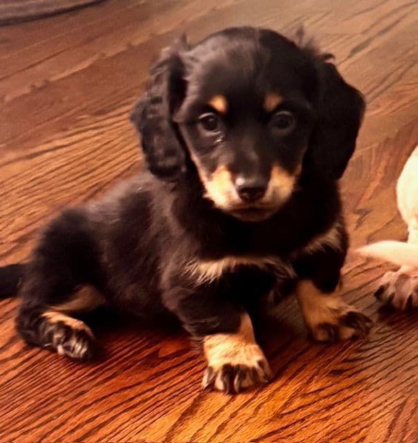 Dachshund Puppies media 3