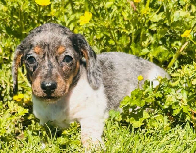 Dachshund Puppies media 4