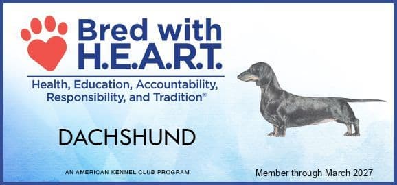 Health Tested parents-Dachshund Puppies (Color Galore) breeder image 2