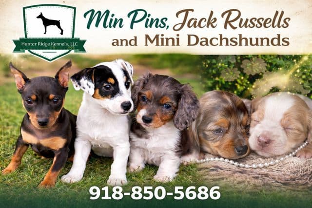 Health Tested parents-Dachshund Puppies (Color Galore) breeder image 1