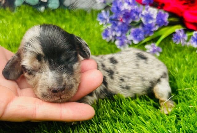 Health Tested parents-Dachshund Puppies (Color Galore) media 2