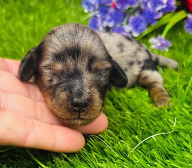 Health Tested parents-Dachshund Puppies (Color Galore) media 3