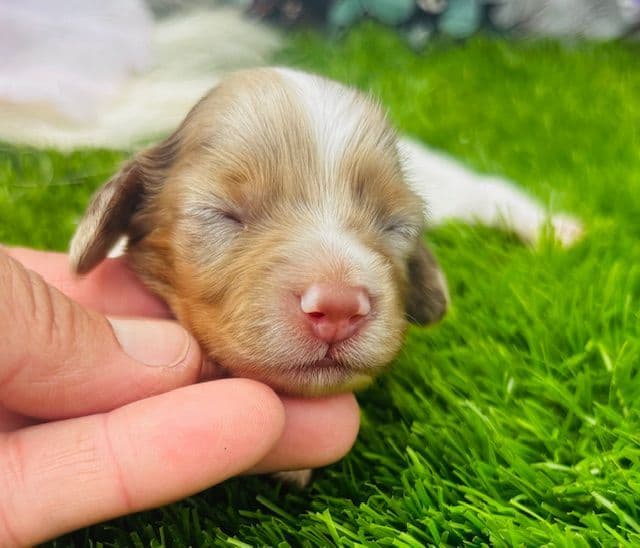 Health Tested parents-Dachshund Puppies (Color Galore) media 5