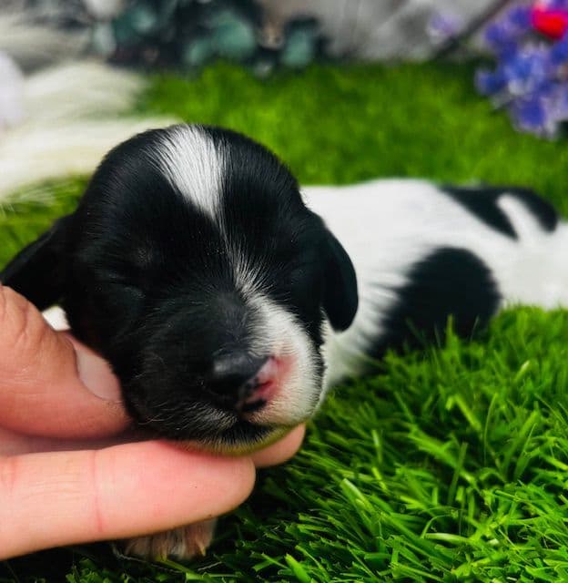 Health Tested parents-Dachshund Puppies (Color Galore) media 4