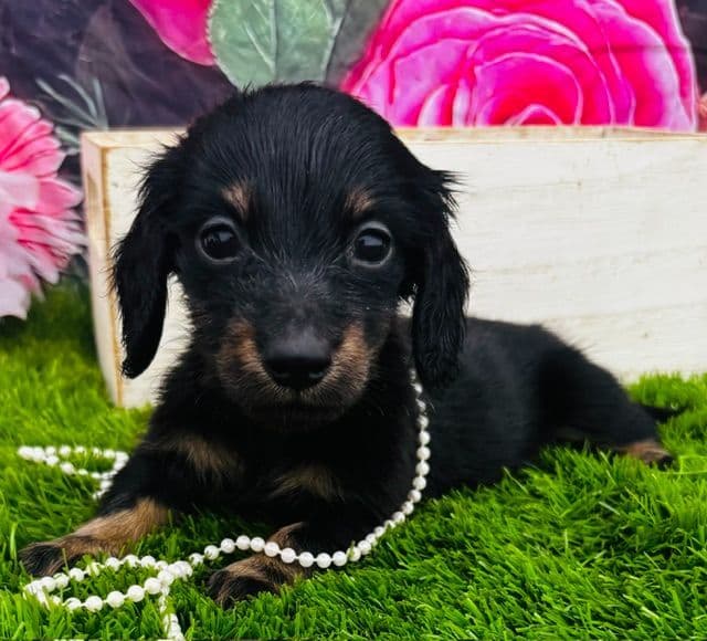 Health Tested parents-Dachshund Puppies (Color Galore) media 6