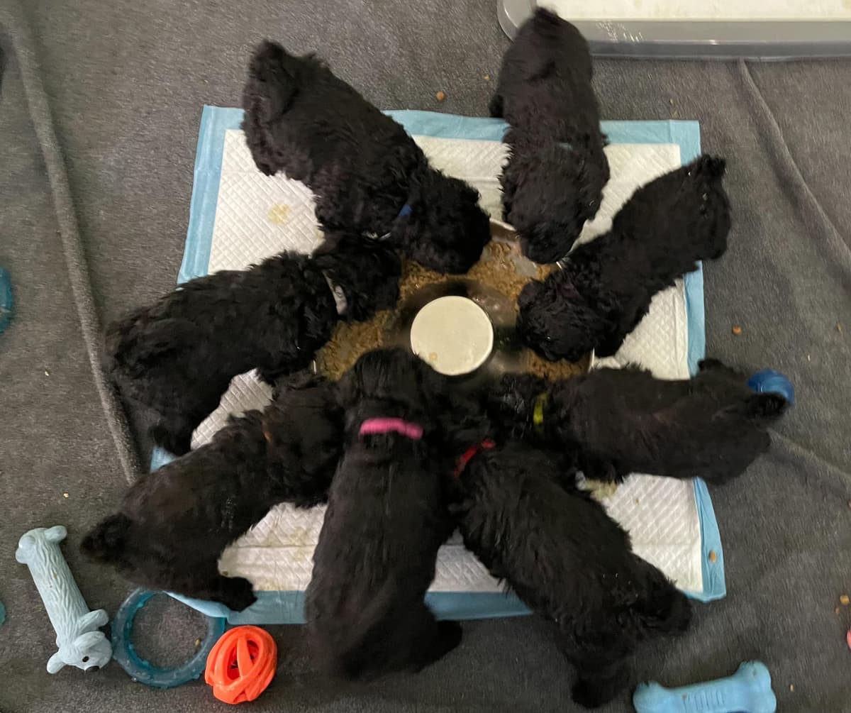 Puli Puppies breeder image 2