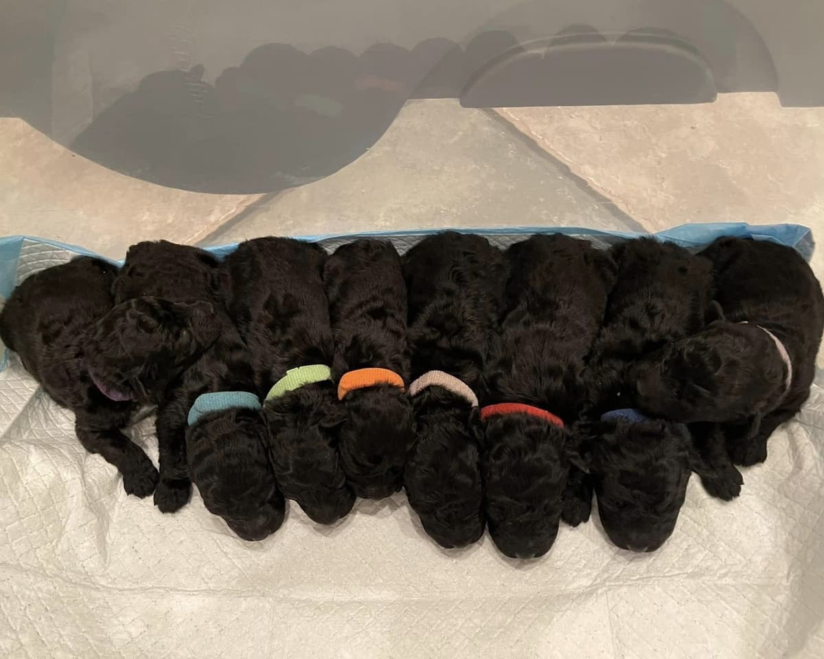 Puli Puppies breeder image 3