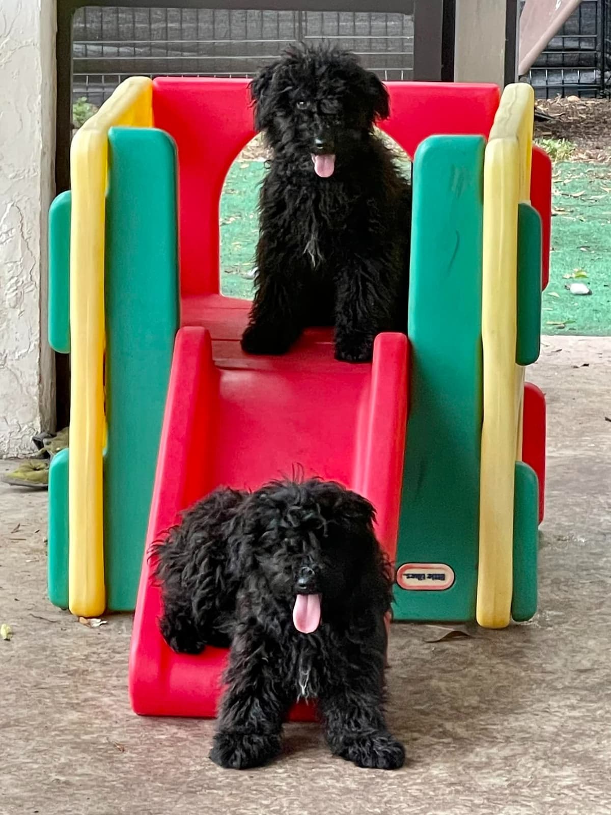Puli Puppies breeder image 4