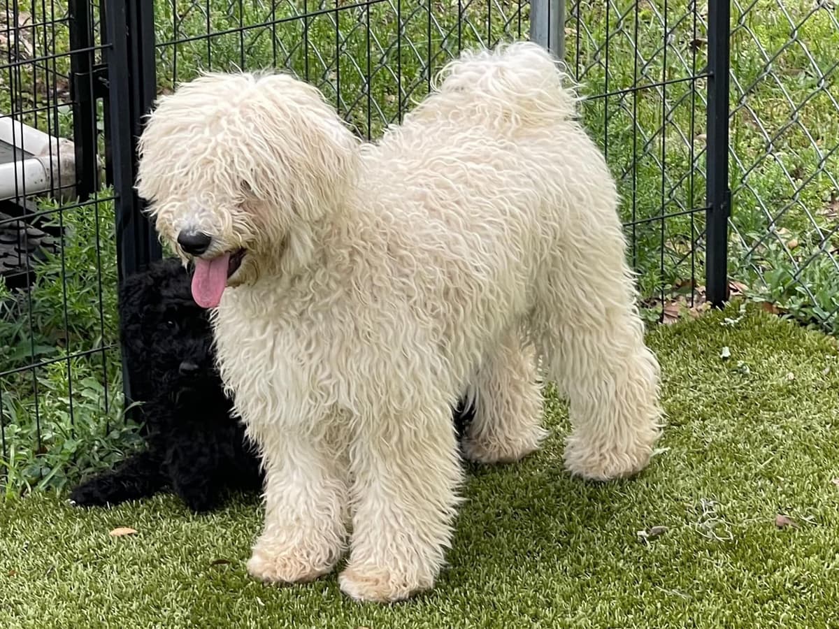 Puli Puppies breeder image 7