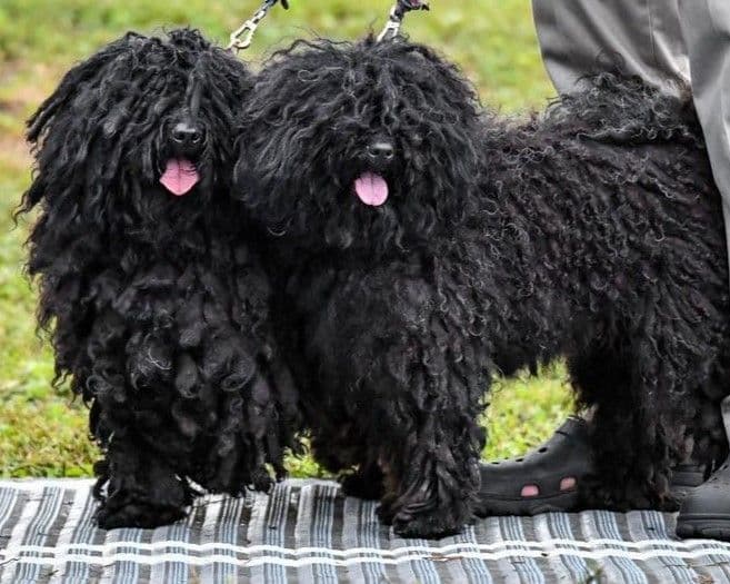 Puli Puppies breeder image 10