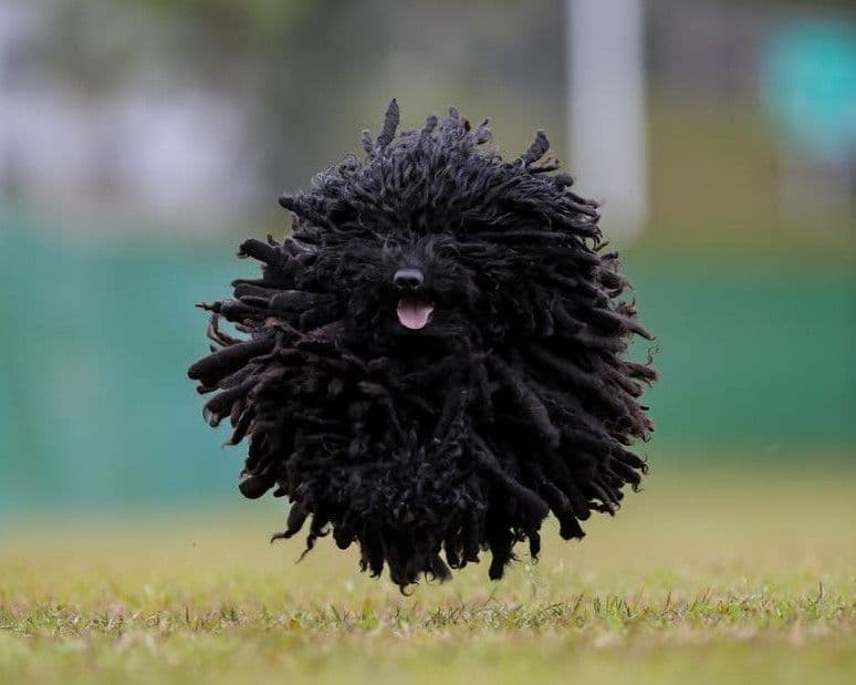Puli Puppies breeder image 11