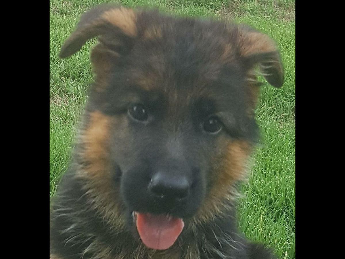 Cardigan Welsh Corgi Puppies breeder image 4